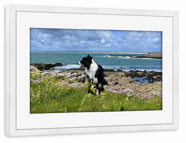 Poster mit Rahmen weiß "Bordercollie in Schottland" artboxONE - Natur,Tiere,Reise / Strand und Meer