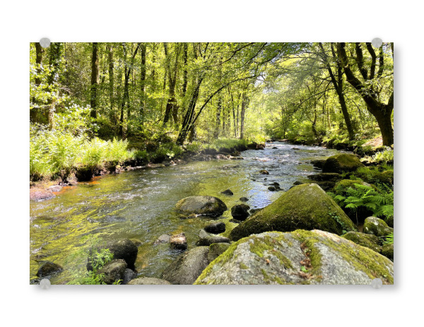 Acrylglasbild "Wildbach im Sommerwald" artboxONE - Natur,Reise - Wald,Wasser,Himmel,Bäume,Blätter,Holz,Ruhe,Natur,Lichtung,Laub,Wildbach,Sommer