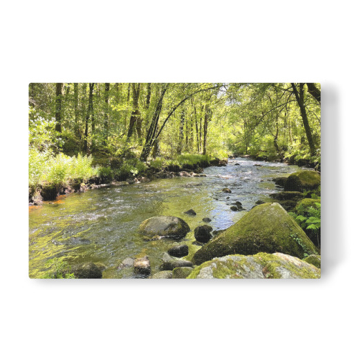 Wildbach im Sommerwald Wildbach im Sommerwald