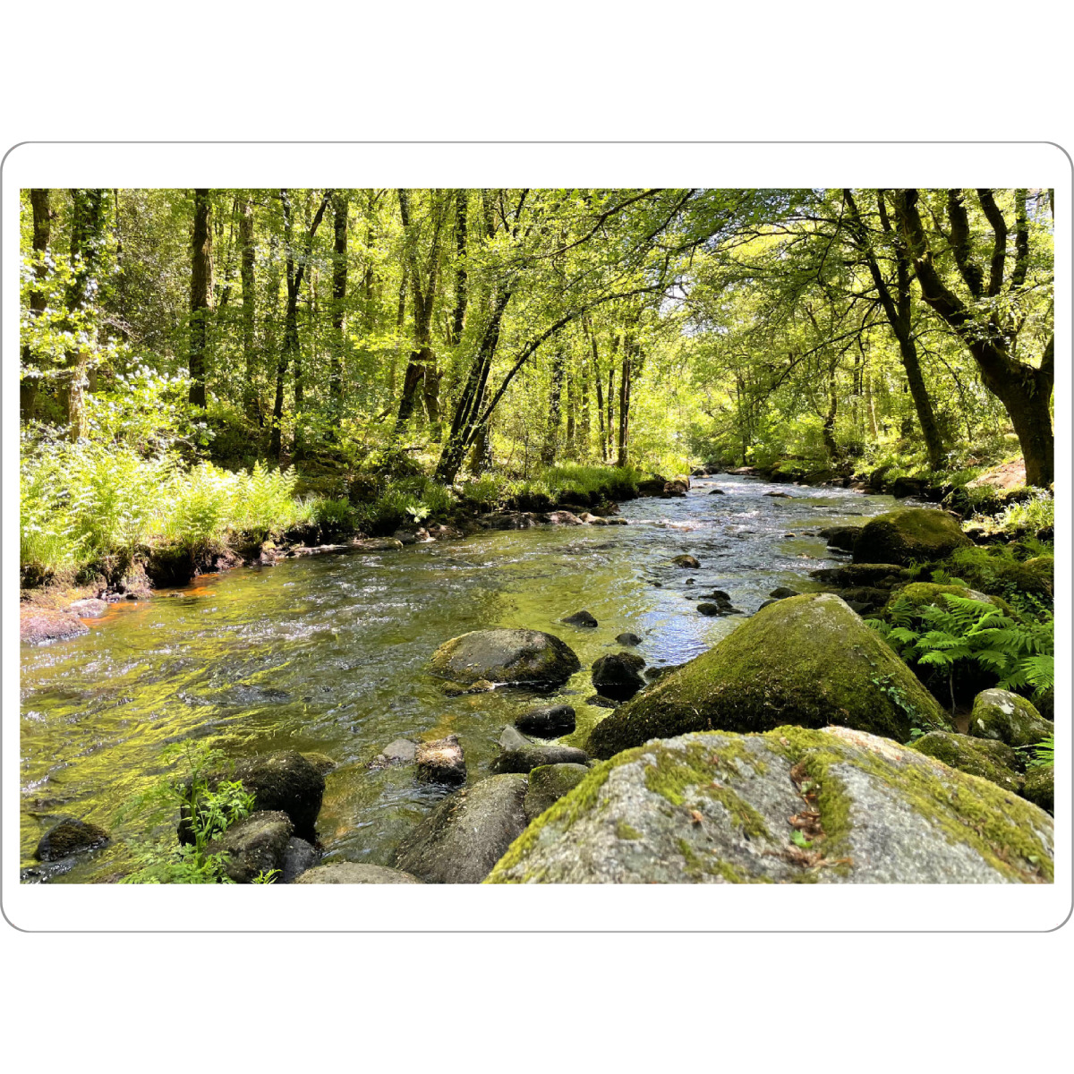 Tischset "Wildbach im Sommerwald" artboxONE - Natur,Reise - Wald,Wasser,Himmel,Bäume,Blätter,Holz,Ruhe,Natur,Lichtung,Laub,Wildbach,Sommer