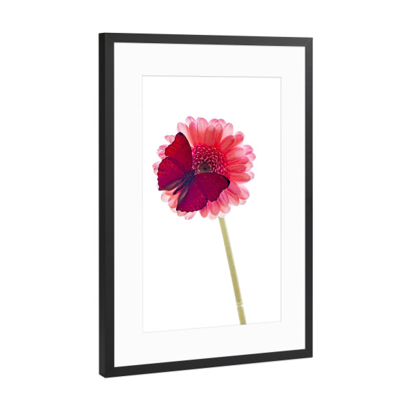 Poster mit Rahmen Schwarz (Metallic) "Der rote Schmetterling" artboxONE - Floral,Tiere