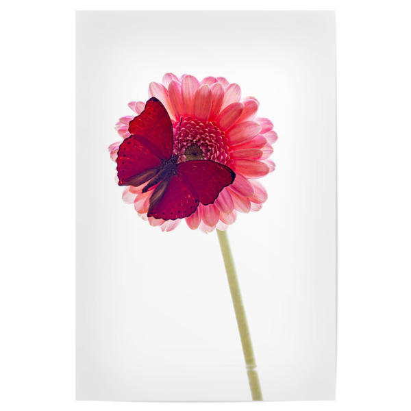 Poster "Der rote Schmetterling" artboxONE - Floral,Tiere - Schmetterling,Falter,Prachtfalter,Insekten,Insekt,Tagfalter,Blumen,Blüte,Blumenstrauß