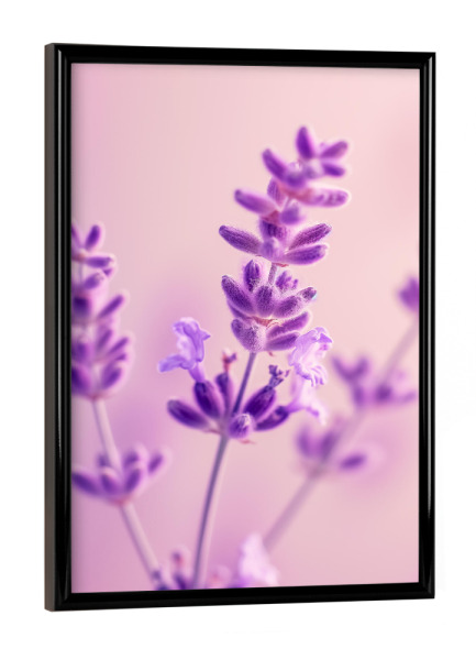 Poster mit schwarzem Rahmen "Sommer Lavendel" artboxONE - Floral,Liebe,Ultraviolet