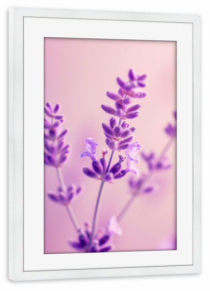 Poster mit Rahmen weiß "Sommer Lavendel" artboxONE - Floral,Liebe,Ultraviolet