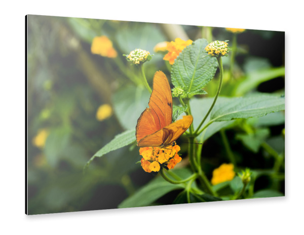 Alu-Dibond "Bunter Schmetterling im Freien" 30x20 cm artboxONE