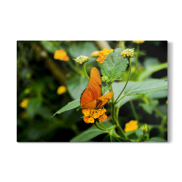 Galerie-Print "Bunter Schmetterling im Freien" 30x20 cm artboxONE