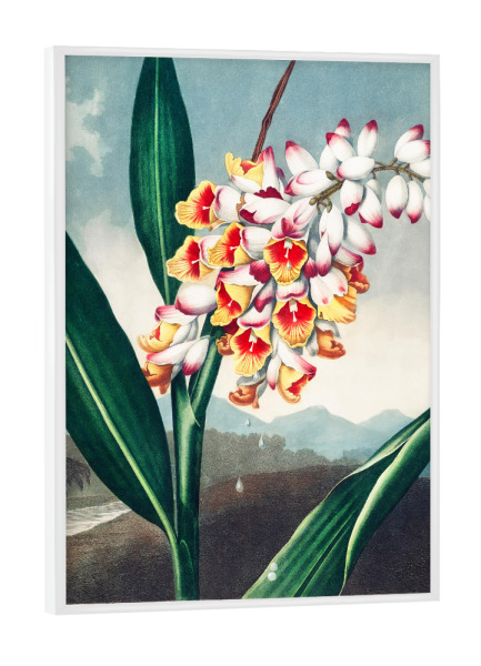 Poster mit weißem Rahmen "Thornton - Renealmia" artboxONE - Natur,Floral - Blüte,Natur,Museum,Flora,Botanik,Blume,Pflanze,Gloy