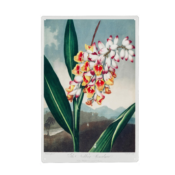 Holzbild "Thornton - Renealmia" artboxONE - Natur,Floral - Blüte,Natur,Museum,Flora,Botanik,Blume,Pflanze,Gloy