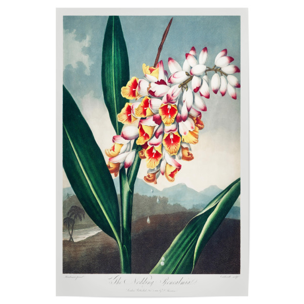 Poster 30x20 cm "Thornton - Renealmia" artboxONE - Natur,Floral - Blüte,Natur,Museum,Flora,Botanik,Blume,Pflanze,Gloy