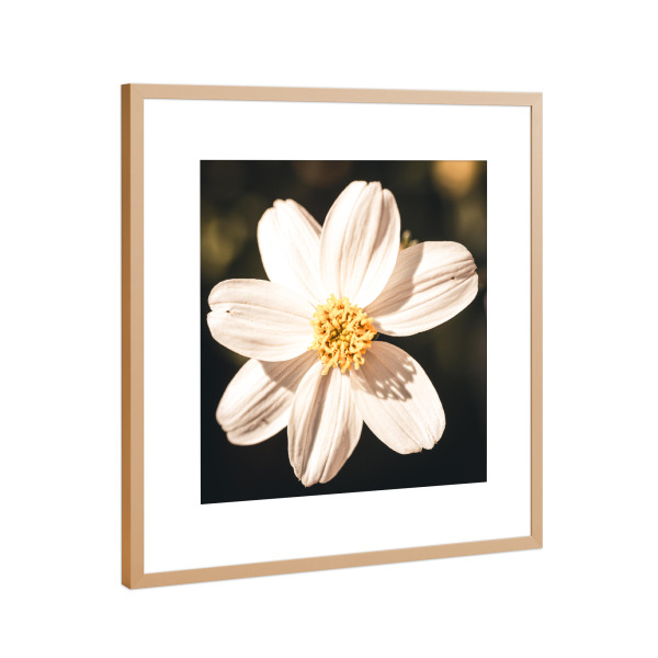 Poster mit Rahmen Kupfer "Cosmea" artboxONE - Natur,Reise,Floral - Cosmea,Provence,France,Frankreich,Blüte,Blossom