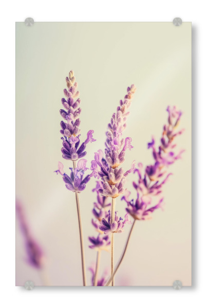 Acrylglasbild "Lavendelduft" artboxONE - Floral,Liebe,Ultraviolet