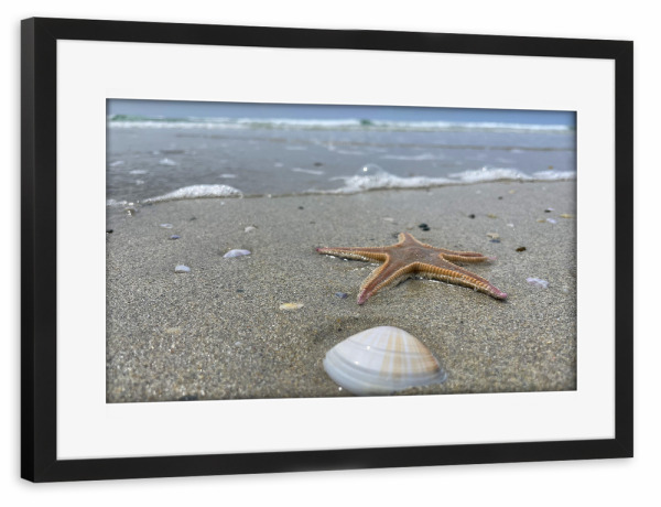 Poster mit Rahmen schwarz "Seestern und Muschel im Sand" artboxONE - Natur,Reise / Strand und Meer,Reise / Länder