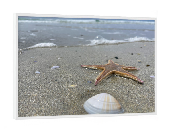 Poster mit weißem Rahmen "Seestern und Muschel im Sand" artboxONE - Natur,Reise / Strand und Meer,Reise / Länder