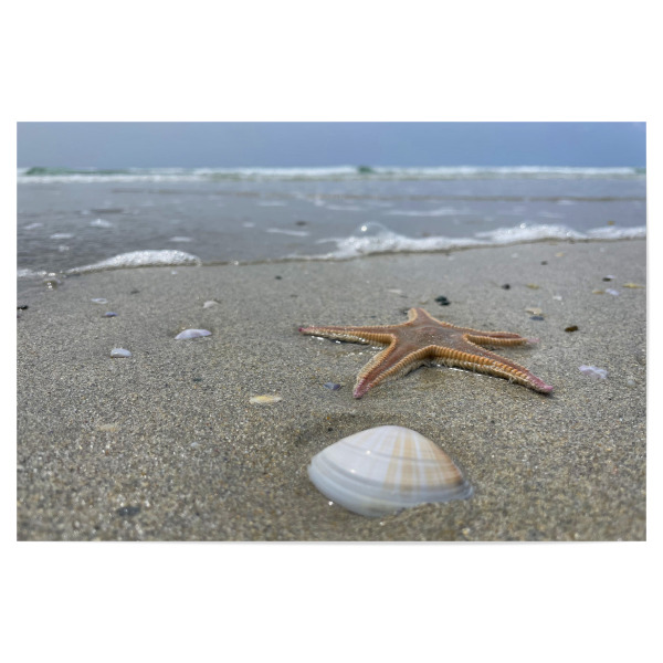 Poster "Seestern und Muschel im Sand" artboxONE - Natur,Reise / Strand und Meer,Reise / Länder