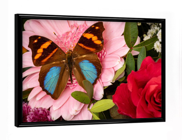 Poster mit schwarzem Rahmen "Schmetterling auf Blumenstrauß" artboxONE - Natur,Tiere - Schmetterling,Blume,Insekt,Falter,Tagfalter,Blumenstrauß
