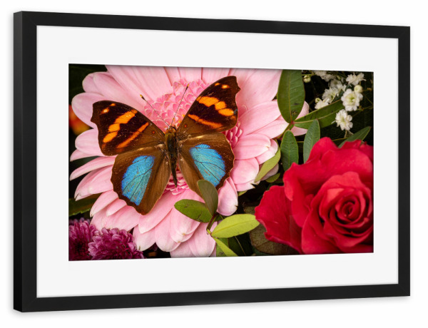 Poster mit Rahmen schwarz "Schmetterling auf Blumenstrauß" artboxONE - Natur,Tiere - Schmetterling,Blume,Insekt,Falter,Tagfalter,Blumenstrauß