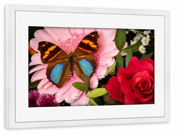 Poster mit Rahmen weiß "Schmetterling auf Blumenstrauß" artboxONE - Natur,Tiere - Schmetterling,Blume,Insekt,Falter,Tagfalter,Blumenstrauß