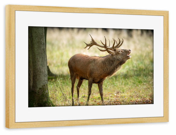 Poster mit Rahmen kiefer "König der Wälder" artboxONE - Natur,Tiere - Hirsch,Brunft,Hirsche,Rothirsch,Rotwild,Wild,Wildtiere,Wald