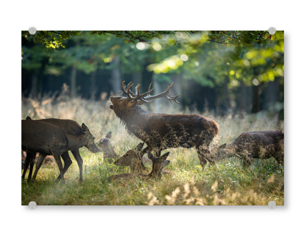 Acrylglasbild "König im Wald" artboxONE - Natur,Tiere - Hirsch,Brunft,Hirsche,Rothirsch,Rotwild,Wild,Wildtiere,Wald