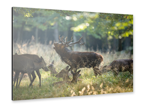 Alu-Dibond "König im Wald" 30x20 cm artboxONE