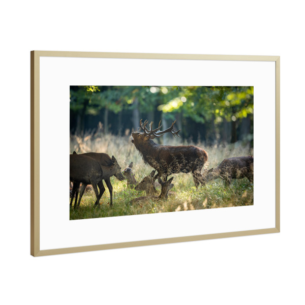 Poster mit Rahmen Gold "König im Wald" artboxONE - Natur,Tiere - Hirsch,Brunft,Hirsche,Rothirsch,Rotwild,Wild,Wildtiere,Wald