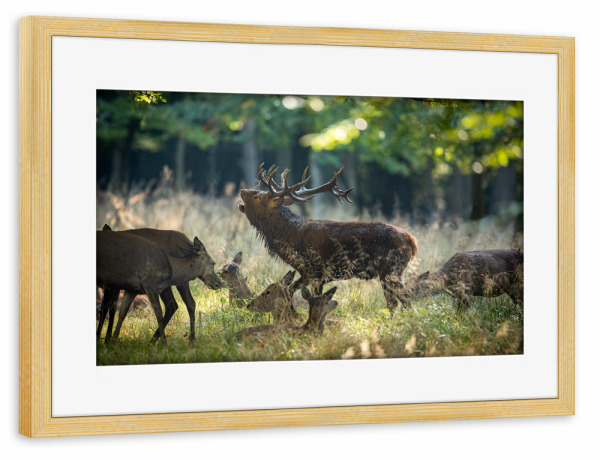 Poster mit Rahmen kiefer "König im Wald" artboxONE - Natur,Tiere - Hirsch,Brunft,Hirsche,Rothirsch,Rotwild,Wild,Wildtiere,Wald