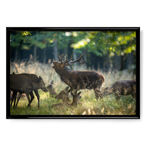 König im Wald