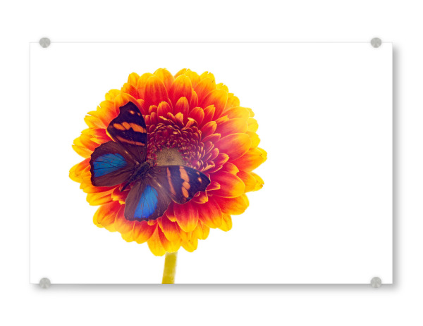 Acrylglasbild "Der Exotische Schmetterling" artboxONE - Tiere - Schmetterling,Falter,Prachtfalter,Insekten,Insekt,Tagfalter,Blumen,Blüte,Blumenstrauß