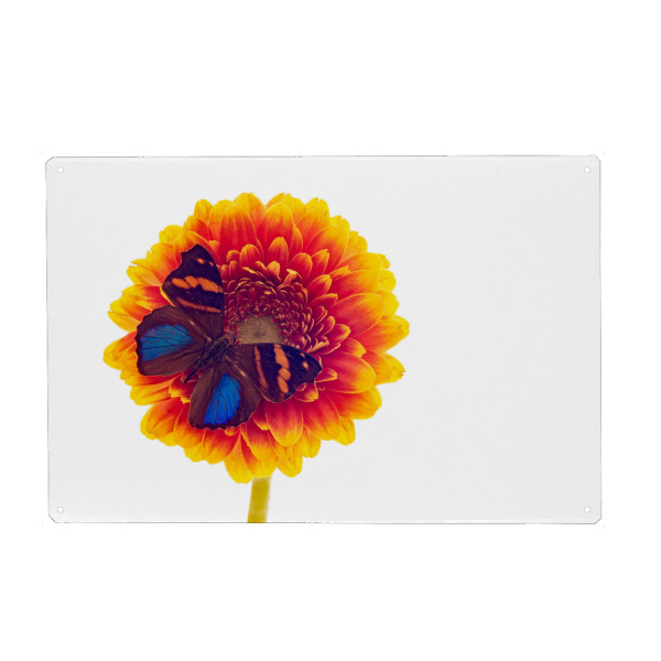 Holzbild "Der Exotische Schmetterling" artboxONE - Tiere - Schmetterling,Falter,Prachtfalter,Insekten,Insekt,Tagfalter,Blumen,Blüte,Blumenstrauß