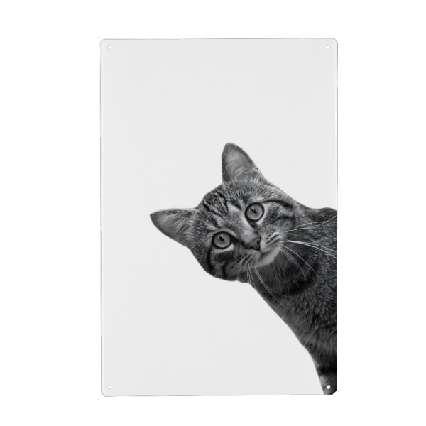 Metall Poster "Meme-Katzenporträt" artboxONE - Tiere,Schwarzweiß,Lustig - Katze,Lustige katze,Lustig,Tier,Tiere,Humor,Kätzchen,Kätzchen,Moderne kunst