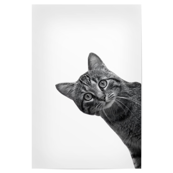Poster 30x20 cm "Meme-Katzenporträt" artboxONE - Tiere,Schwarzweiß,Lustig