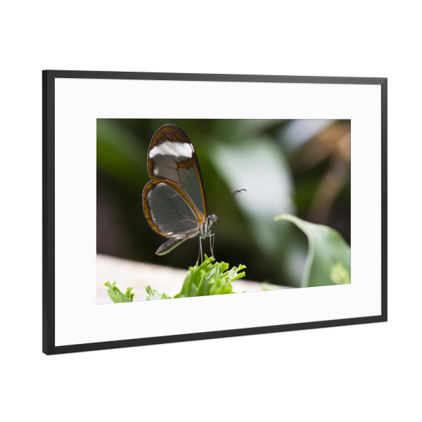 Poster mit Rahmen Schwarz (Metallic) "Schmetterling im Wald" artboxONE - Tiere - Schmetterling,Natur,Naturfotografie