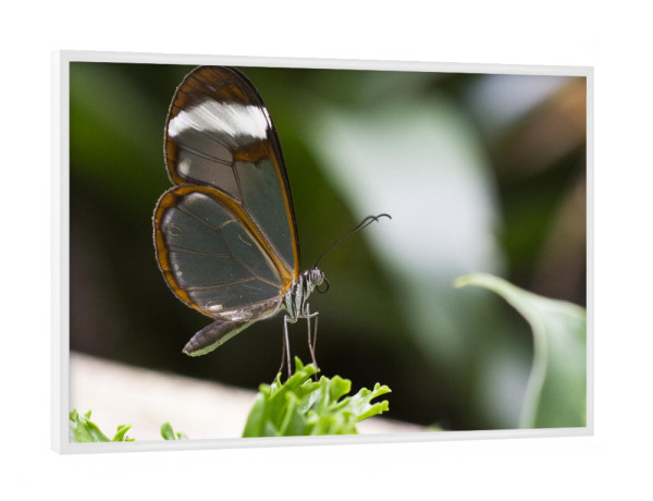 Poster mit weißem Rahmen "Schmetterling im Wald" artboxONE - Tiere - Schmetterling,Natur,Naturfotografie