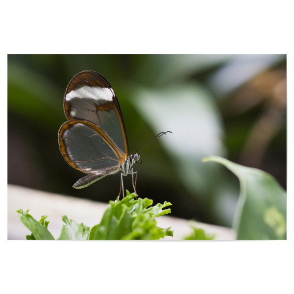 Poster 30x20 cm "Schmetterling im Wald" artboxONE - Tiere - Schmetterling,Natur,Naturfotografie