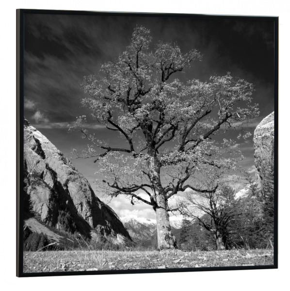 Poster mit schwarzem Rahmen 30x30 cm "Herbst in der Eng" artboxONE - Natur - Herbst,Herbststimmung,Grosser ahornboden,österreich,Natur,Schwarzweiss