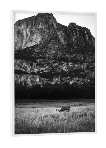 Poster mit weißem Rahmen "Harmonie in Yosemite" artboxONE - Natur,Reise,Schwarzweiß - Tiere,Berge,Harmonie,Naturfotografie,Natur,Schwarzweiß