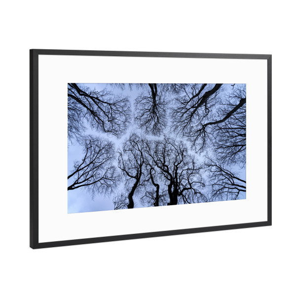 Poster mit Rahmen Schwarz (Metallic) "Waldblick in den Himmel" artboxONE - Natur