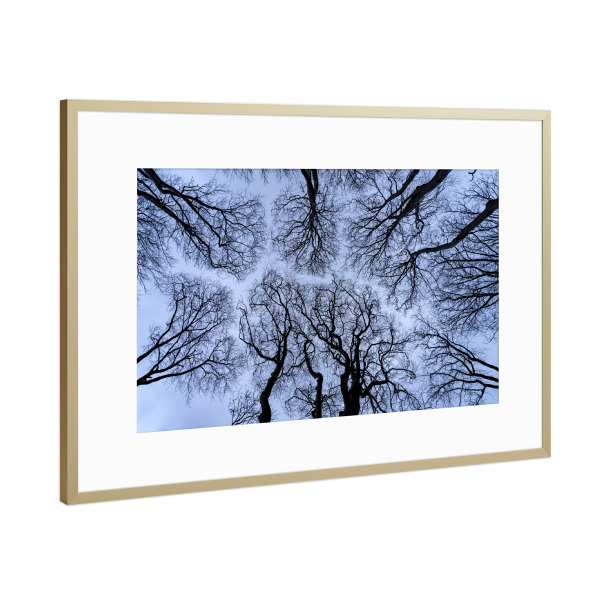 Poster mit Rahmen Gold "Waldblick in den Himmel" artboxONE - Natur