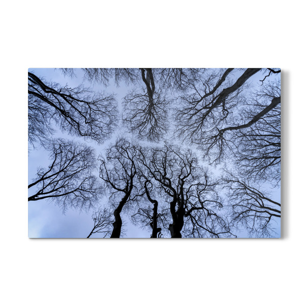 Galerie-Print "Waldblick in den Himmel" 30x20 cm artboxONE
