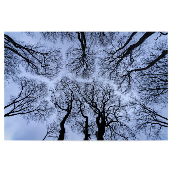 Poster "Waldblick in den Himmel" artboxONE - Natur