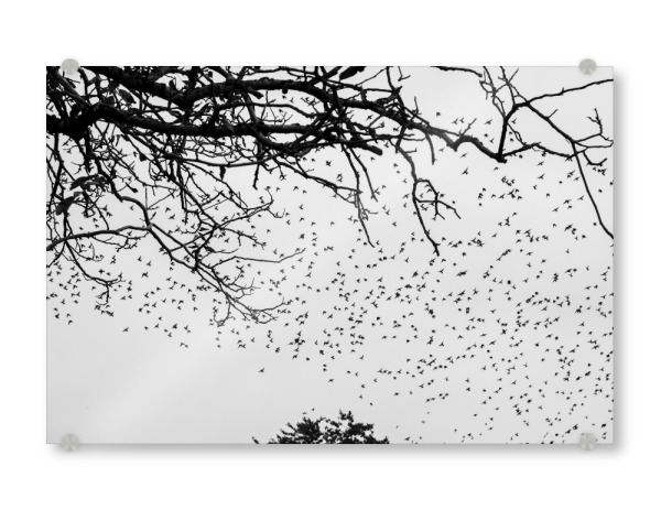 Acrylglasbild "Anflug" artboxONE - Natur,Tiere,Schwarzweiß - Bodensee,Baum,Vögel,Stare,Fliegen,Flug,Kolonie,Schwarz,Weiß,S/w