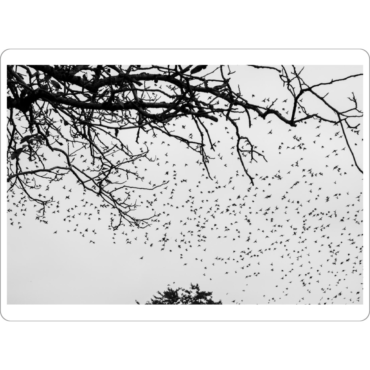 Tischset "Anflug" artboxONE - Natur,Tiere,Schwarzweiß - Bodensee,Baum,Vögel,Stare,Fliegen,Flug,Kolonie,Schwarz,Weiß,S/w - Bild bodensee