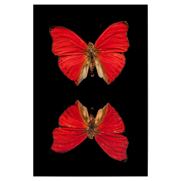 Poster 30x20 cm "Der rote Falter spiegelt sich" artboxONE - Tiere - Schmetterling,Falter,Tagfalter,Exotisch,Insekt,Rot,Gespiegelt