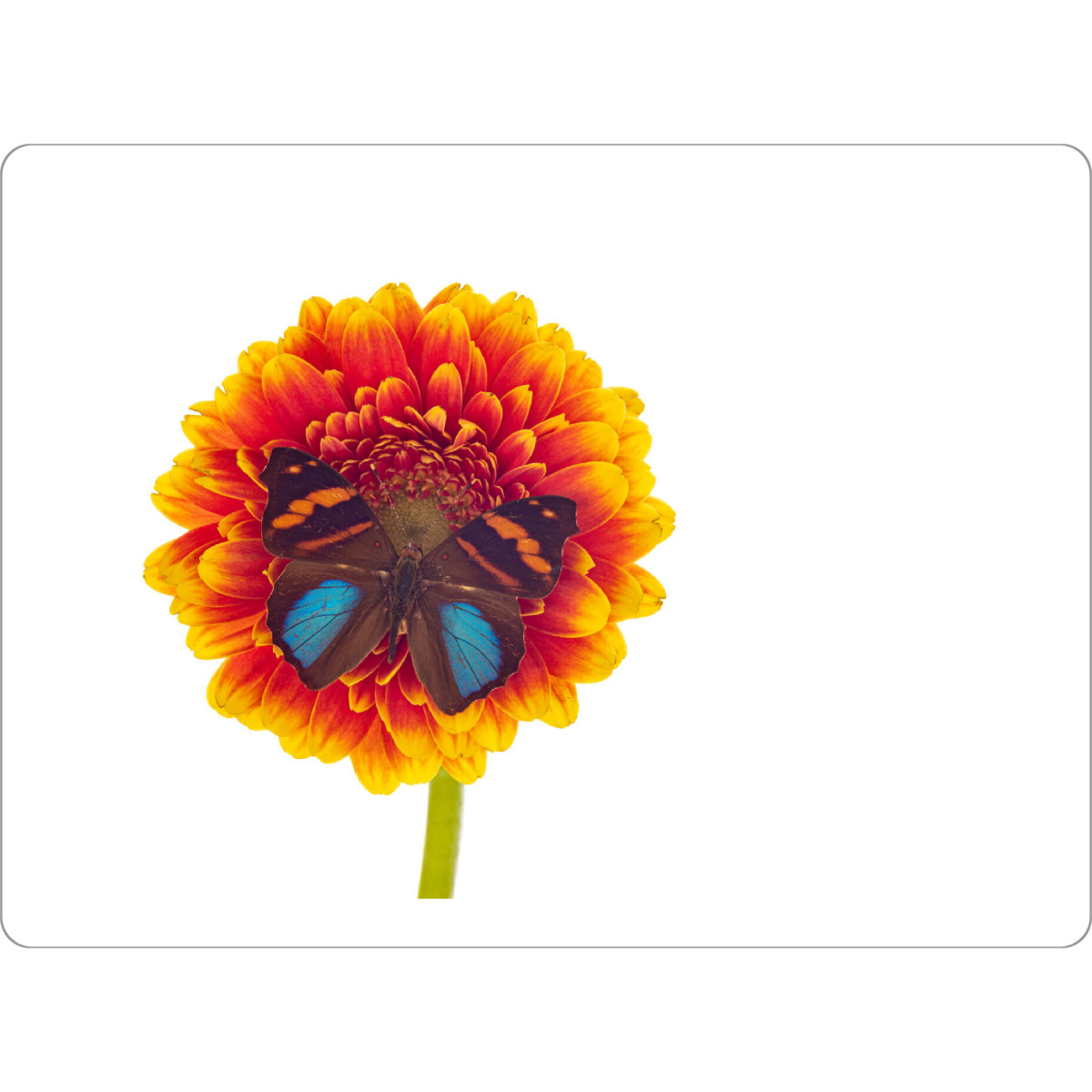 Tischset "Blüte mit Schmetterling" artboxONE - Tiere - Schmetterling,Insekt,Falter,Tagfalter,Prachtfalter,Exotisch,Insekten,Blume,Blüte