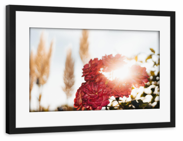 Poster mit Rahmen schwarz "Strahlender Rosentraum" artboxONE - Natur