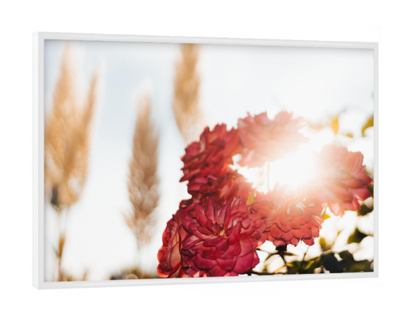 Poster mit weißem Rahmen "Strahlender Rosentraum" artboxONE - Natur