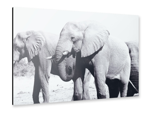 Alu-Dibond "Elefantenbullen am Wasserloch" 30x20 cm artboxONE