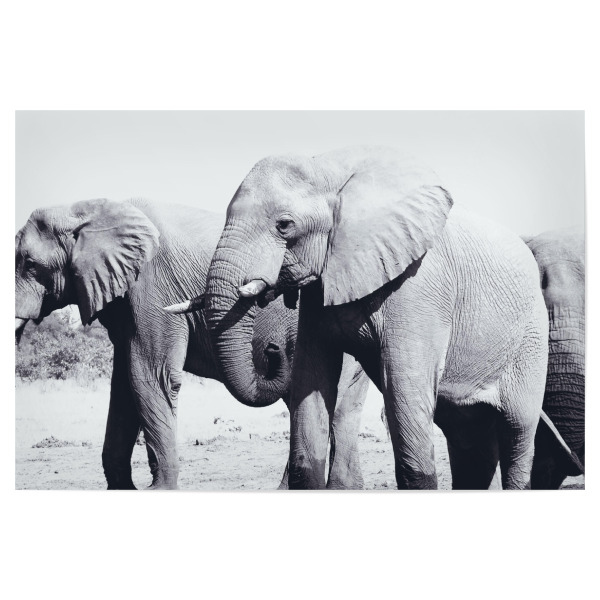 Poster 30x20 cm "Elefantenbullen am Wasserloch" artboxONE - Natur,Reise,Tiere,Schwarzweiß,Reise / Afrika