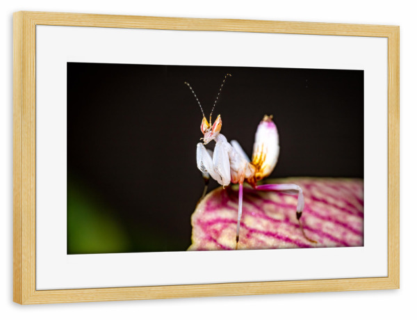 Poster mit Rahmen kiefer "Gottesanbeterin auf einer Blüte" artboxONE - Tiere