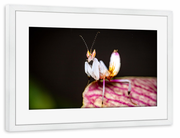 Poster mit Rahmen weiß "Gottesanbeterin auf einer Blüte" artboxONE - Tiere
